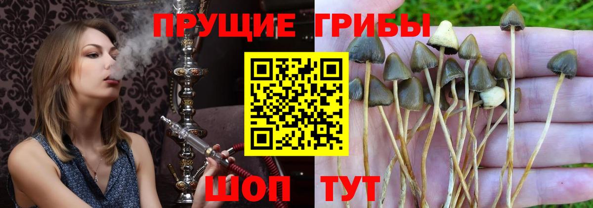 Псилоцибиновые грибы ЛСД  Галлюциногенные грибы Magic Shrooms  Саранск  что такое   Вход с VPN 